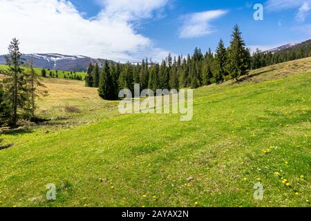 Prato e bosco in montagna in una giornata di sole. Snow capped ridge in distanza. splendida primavera meteo con le nubi del cielo. tradizionale cou Foto Stock