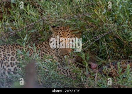Un leopardo (Pante pardus) sta alimentando su un babbuino uccidere nella zona delle pianure di Gomoti, una concessione di corsa della comunità, sul bordo del sistema del fiume di Gomoti Foto Stock
