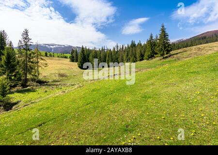 Prato e bosco in montagna in una giornata di sole. Snow capped ridge in distanza. splendida primavera meteo con le nubi del cielo. tradizionale cou Foto Stock