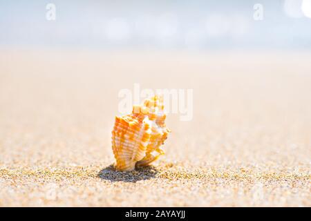 Macro shot di shell in spiaggia di sabbia Foto Stock