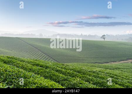 piantagione di tè al mattino presto Foto Stock