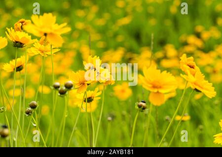 primo piano della fioritura del fiore di coreopsis giallo Foto Stock