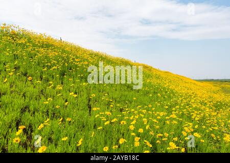 coreopsi giallo fiori fioritura in natura Foto Stock