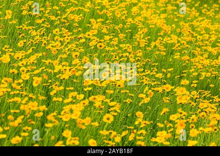 coreopsis lanceolata fioritura su campo di fiori Foto Stock