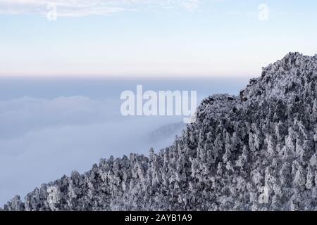 Foresta di inverno in montagna Foto Stock