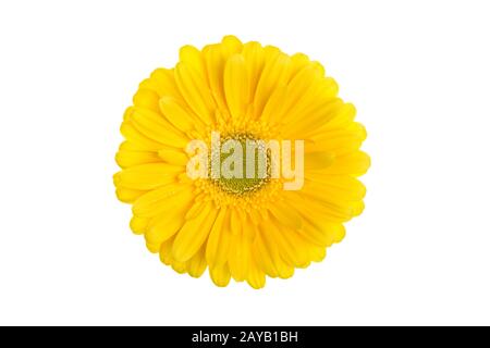 Perfetto di gerbera gialla fiore isolato su sfondo bianco. Foto Stock