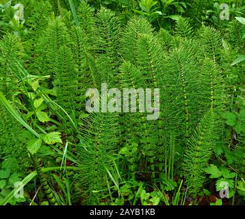 grande hrosetail, gigantesco hrosetail Foto Stock