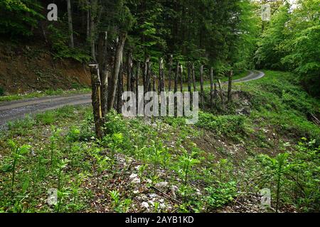 protezione delle frane su un percorso forestale Foto Stock