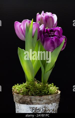 Viola tulipani in vaso isolato su sfondo bianco. Foto Stock