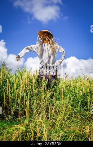 Scarecrow in Jatiluwih risaie campo, Bali, Indonesia Foto Stock