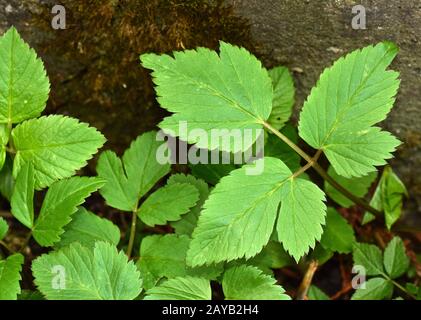 l'erba magistrale selvatica, l'erba cenere, l'erba bishopswort, l'erba capra, l'erba maialino, il vescovato, Foto Stock