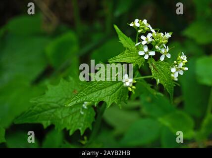 radice d'aglio, senape d'aglio, aglio di siepe, senape di povero, Foto Stock