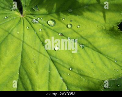 immagine ravvicinata di grandi gocce di pioggia su una vibrante foglia verde brillante illuminata al sole con ombre di erba e piante sulla superficie Foto Stock