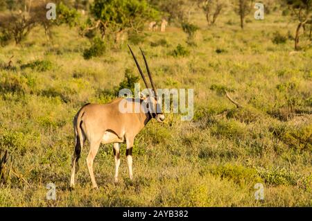 Antelope visto di profilo nella savana di Samburu Park nel Kenya centrale Foto Stock