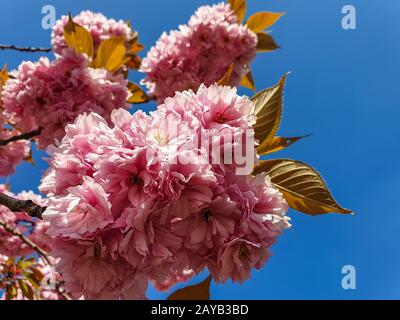 Fiore di fiori sakura rosa su un ramo di ciliegio in primavera. Primo piano macro Foto Stock