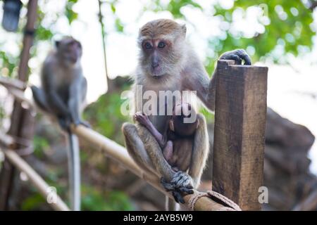 Scimmia macaco con il bambino Foto Stock