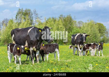 Molti vitelli che bevono da due mucche nel prato olandese Foto Stock