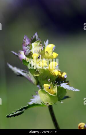 Picchiettio giallo (Rhinanthus serotinus) - infiorescenza Foto Stock