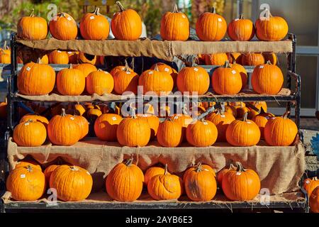 Zucche fresche sul mercato agricolo Foto Stock