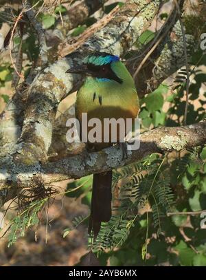 Blue-coronato motmot lungo il Camino Real, Barichara, Santander, Colombia Foto Stock