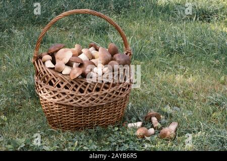 Cesto in Vimini pieno di funghi nel bosco. Foto Stock