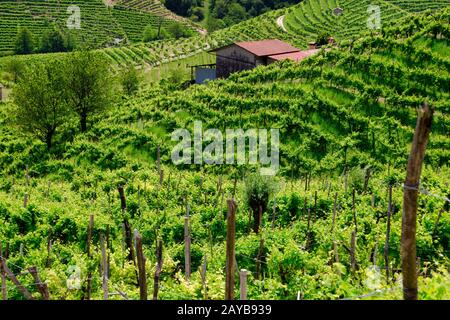 Verdi colline e valli con vigneti della regione vinicola del Prosecco Foto Stock