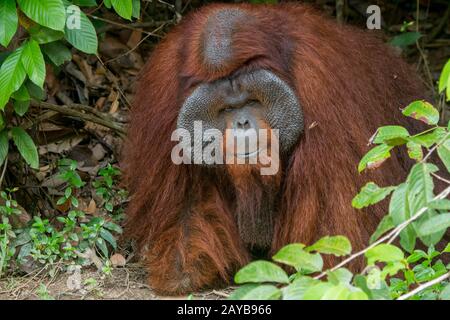 Ritratto di un maschio Orangutan (Pongo pygmaeus) su un'isola Orangutan (progettato per aiutare gli orangutani nella loro riabilitazione) a Samboja vicino a Balikpa Foto Stock