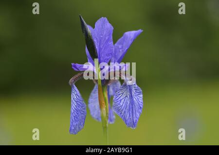 Iris siberiano Foto Stock