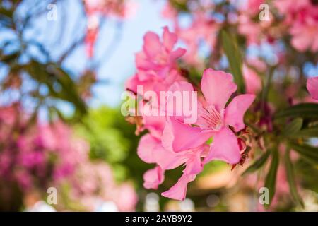 Oleandro rose bay fiore Foto Stock