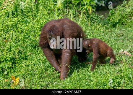 Una femmina Orangutan (Pongo pygmaeus) con un bambino di 2 anni su un'isola Orangutana (progettato per aiutare gli orangutani nella loro riabilitazione) a Samboja Foto Stock