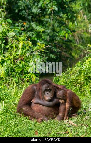 Una femmina Orangutan (Pongo pygmaeus) con un bambino di 2 anni su un'isola Orangutana (progettato per aiutare gli orangutani nella loro riabilitazione) a Samboja Foto Stock