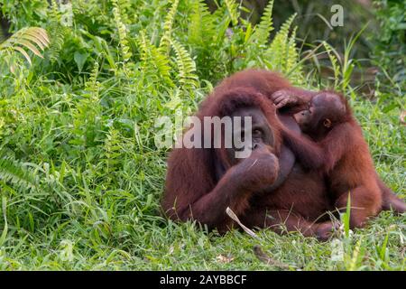 Una femmina Orangutan (Pongo pygmaeus) sta allattando il suo bambino di 2 anni su un'isola Orangutana (progettato per aiutare gli orangutani nella loro riabilitazione) a Foto Stock