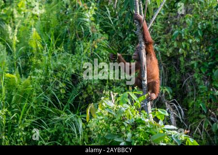 Un bambino di 2 anni Orangutan (Pongo pygmaeus) sta giocando in un albero su un'isola di Orangutan (progettato per aiutare gli orangutani nella loro riabilitazione) Foto Stock