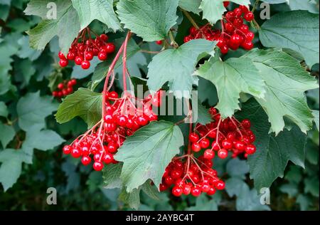 Bacche di viburnum sui rami di un Bush. Foto Stock