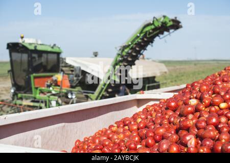 Harvester raccoglie i pomodori nel rimorchio Foto Stock