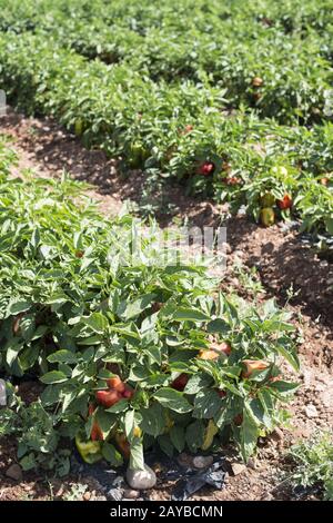 La coltivazione di peperoni nel campo Foto Stock