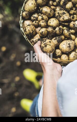 Donna raccogliere le patate nel giardino Foto Stock