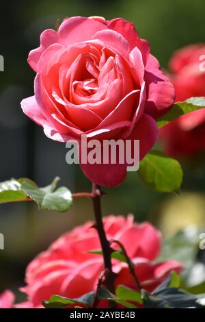 Rose Foto Stock
