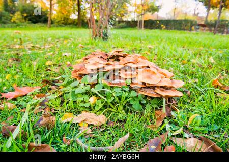 Gruppo di funghi agarici al miele nel parco cittadino Foto Stock