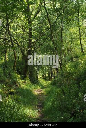 un sentiero stretto attraverso un denso bosco con alberi di foresta verde e vivaci illuminati dal sole Foto Stock