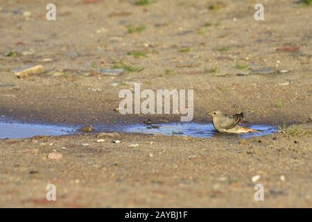 Casa Redstart Foto Stock
