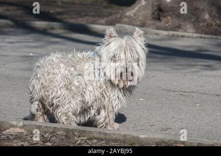 Carino scotch bianco terrier su park alley nella giornata di sole Foto Stock