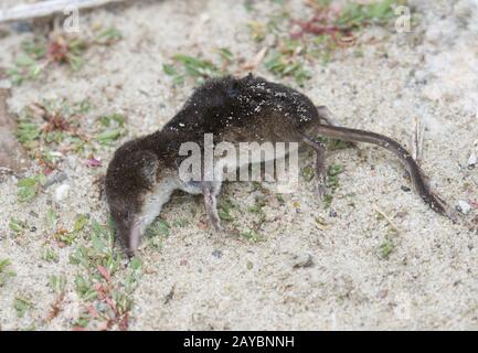 Shrew, Potzlower Lake, Brandenburg, Uckermark, Germania orientale Foto Stock