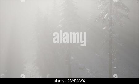 Densa nebbia nella foresta di pini su pendii montani Foto Stock