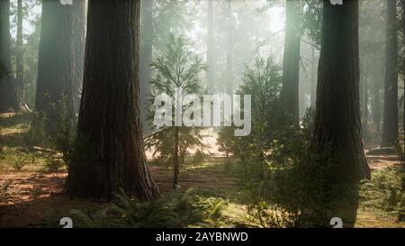 Sunrise in sequoie, Generale Grant Grove, Sequoia National Park Foto Stock