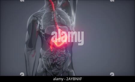 Stomaco umano esame radiologico Foto Stock