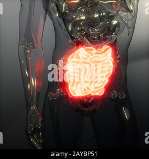 Intestino umano esame radiologico Foto Stock