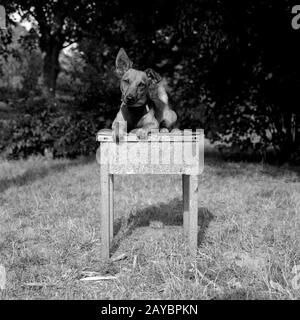 Ritratto di un giovane cane. Razza mista di germano, chihuahua e parson jack russell terrier. Scatto su formato medio analogico Foto Stock