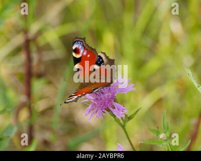 farfalla pavone occhio sui fiori Foto Stock