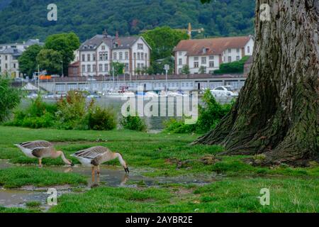 Canada oche (Branta canadensis) acqua potabile nel parco del Neckarwiese, Heidelberg, Germania Foto Stock